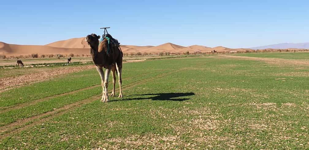 Chegaga Desert Trips Camp M'Hamid Ngoại thất bức ảnh